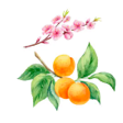 Абрикос изображение