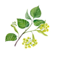 Липа изображение