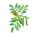 Орех грецкий изображение